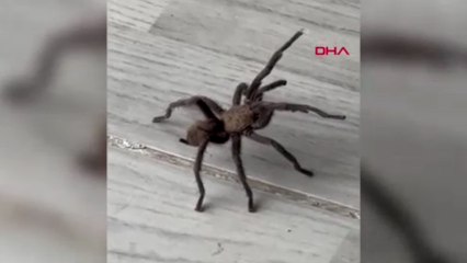 Şırnak’ta zeytuni Orta Doğu tarantulası görüldü