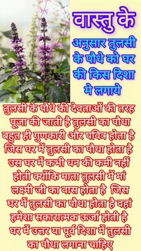 Vastu tips : वास्तु शास्त्र के अनुसार तुलसी के पौधे को घर में किस दिशा में रखें