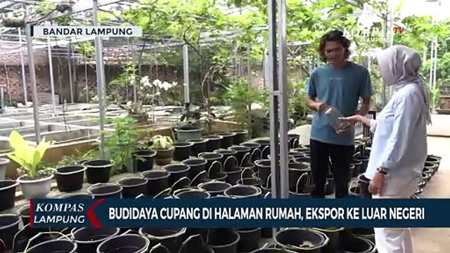 Budidaya Cupang di Halaman Rumah hingga Ekspor ke Luar Negeri