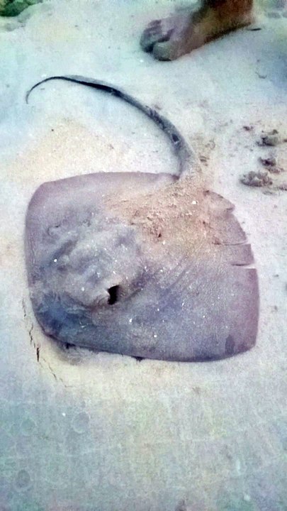 Fish