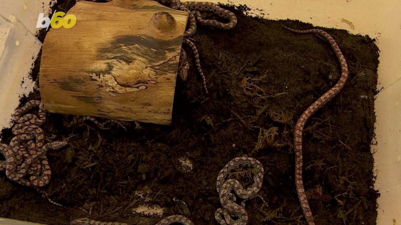 Boa Constrictor Gives Birth To 14 Snakes Without Having Mated