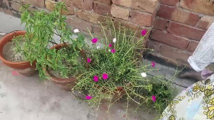 Aloe Vera plant ka aj bacho ko dikhaya