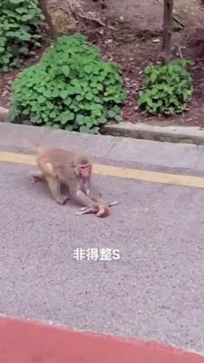animal funny clips daily motion