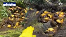 [현장 카메라]생태계 폭군 될 ‘황챙이’ 대규모 포착