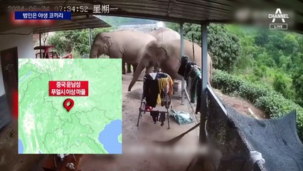 中 야생 코끼리, 주택 들어와 느긋하게 옥수수 서리