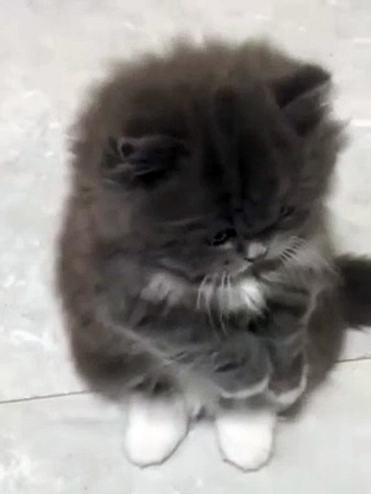 "Watch These Cats React to Everyday Things: Too Funny!"