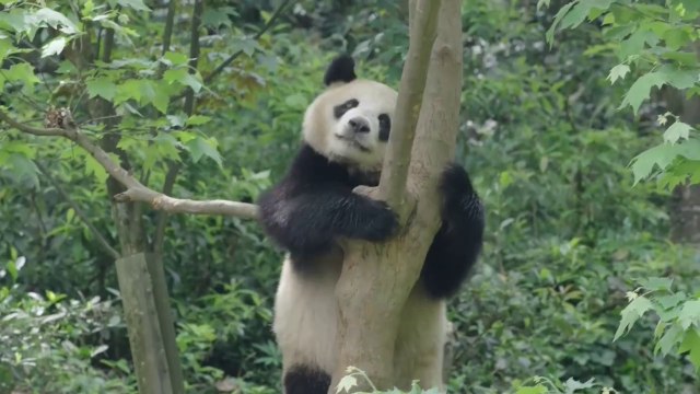 China envía a una pareja de pandas a un zoológico de Estados Unidos