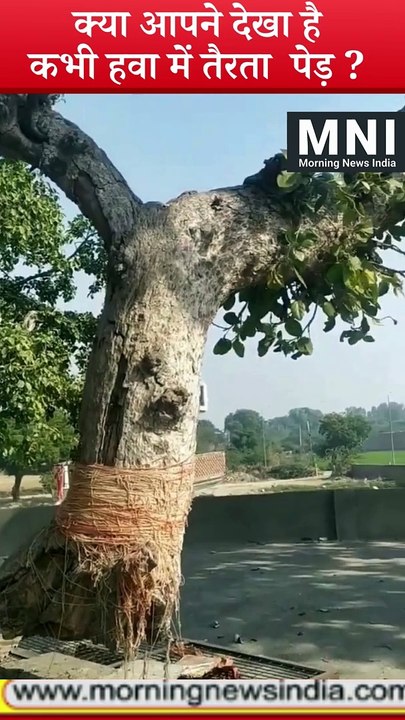 क्या आपने देखा है कभी हवा में तैरता पेड़ ?.....