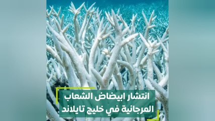 انتشار ابيضاض الشعاب المرجانية في خليج تايلاند