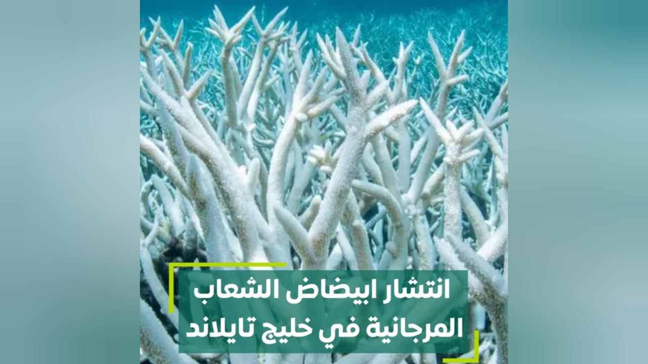انتشار ابيضاض الشعاب المرجانية في خليج تايلاند