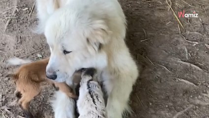 Pies pasterski poznaje nowonarodzone koźlęta. To, co się dzieje później, topi serce (video)