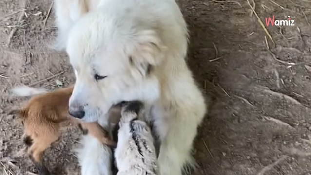 Pies pasterski poznaje nowonarodzone koźlęta. To, co się dzieje później, topi serce (video)