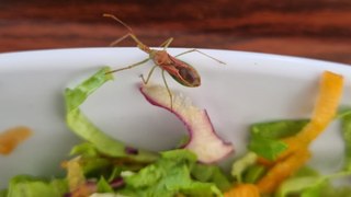 Hastane yemeğinden canlı böcek çıktı