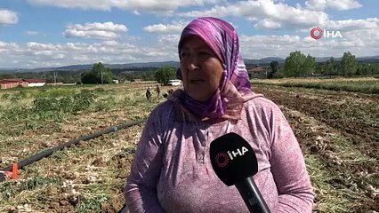 Kastamonu'da hasadı başladı, rekolte üreticileri perişan etti: 1 dönümden 300 kilo ürün!