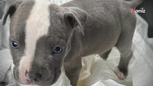 Cachorro abandonado en una caja de pañales: un buen samaritano le salva la vida