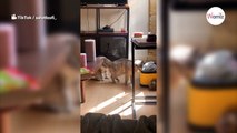 Gato le huele el trasero a su amigo: ¡su reacción mata de risa a todo TikTok! (Vídeo)