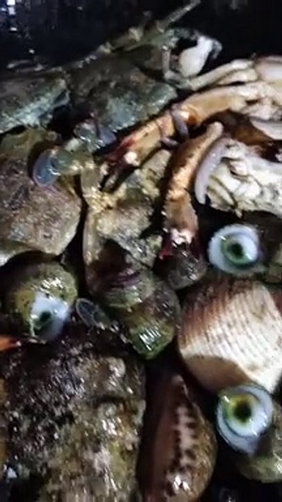 SEAFOODS