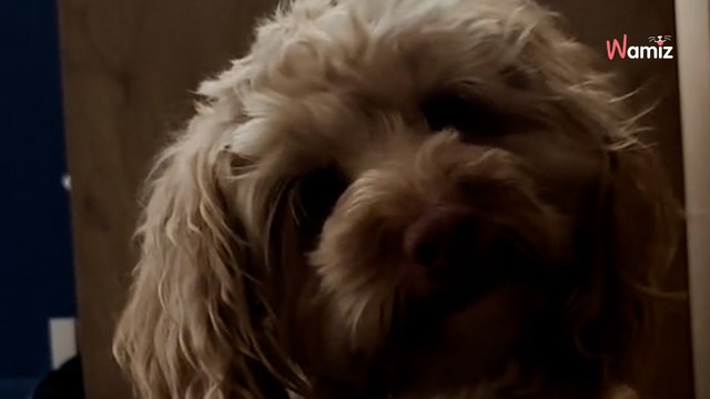 Elle va se coucher en pleurant : ce que lui apporte son chien est une vraie déclaration d’amour