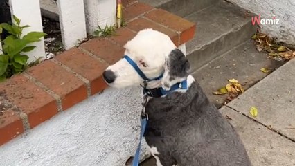 Dog stares at blue box and refuses to walk further; the reason why touches hearts