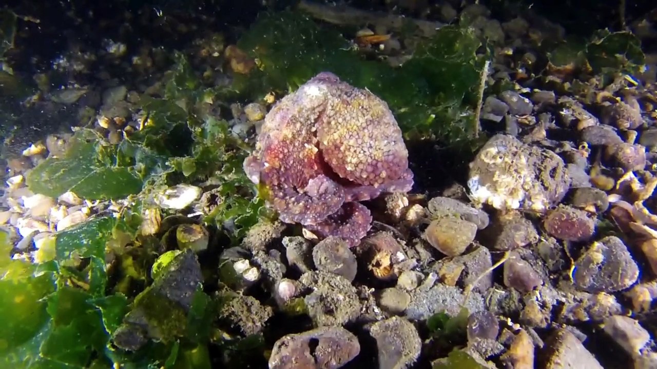 Ocean Animals 4k | Sea Animals Life | Underwater Animals