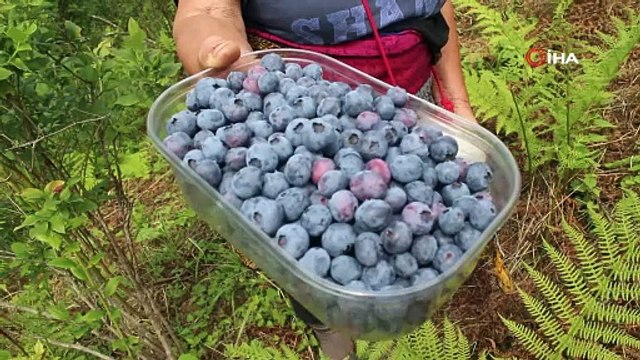 Giresun'da duyulmamış hasat başladı, altın gibi tartarak satıyor: Kilosu 1300 TL!