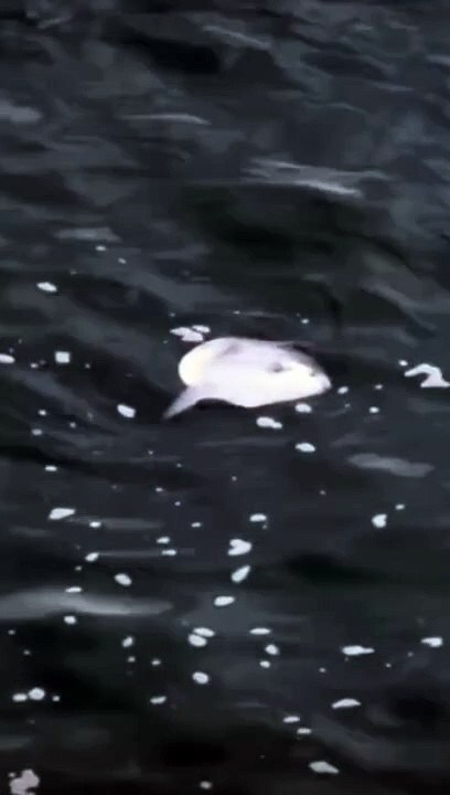 Sunfish at Marine Drive