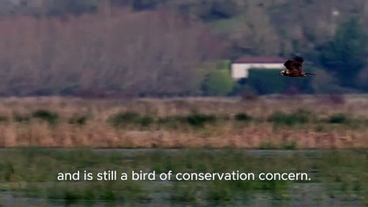 Watch Marsh Harrier ‘skydance’ in RSPB Lakenheath Fen nature reserve