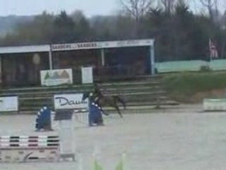 Qumba  ( 2004 ) stallion for sale by jaguar mail / bayard'el