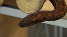 Royaume-Uni : Ronaldo, un serpent boa arc-en-ciel considéré comme mâle donne naissance, sans s'être accouplé, à 14 serpenteaux