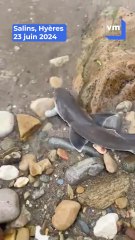 A Hyères, des pêcheurs ont rencontré des requins émissoles