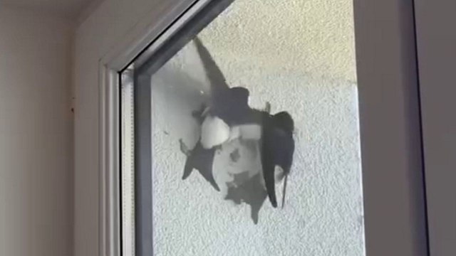 Birds build nest from scratch in just 15 days