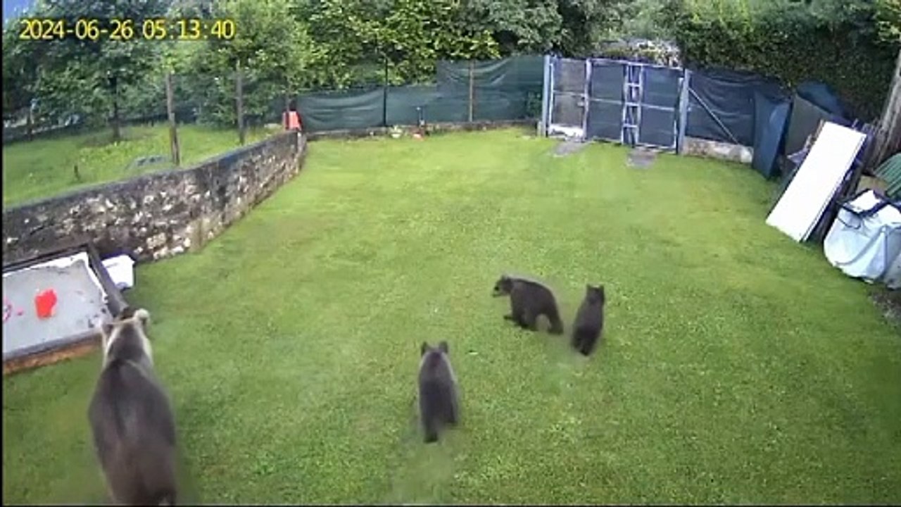 Arco, l'orsa e i 3 cuccioli entrano in un giardino