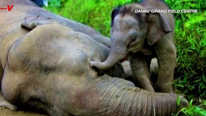 Bornean Elephants in ‘Red List’ Danger Due to Human-Dominated Development