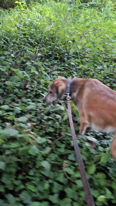 Quand tu promènes ton chien et qu'il y a toujours quelqu'un pour te dire comment faire