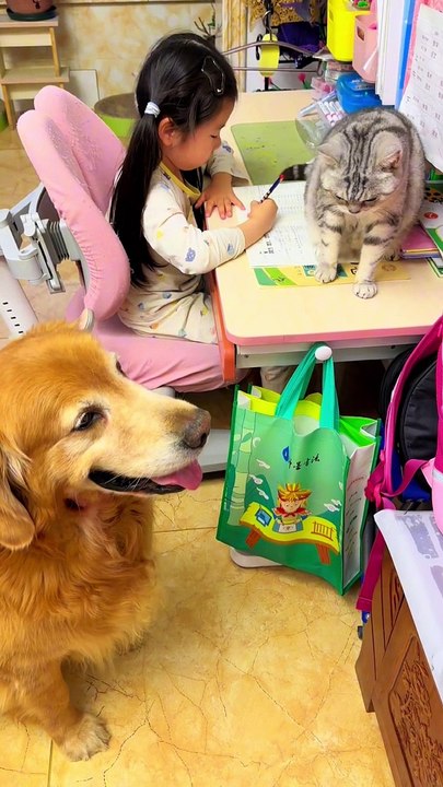 My pets are always around me
