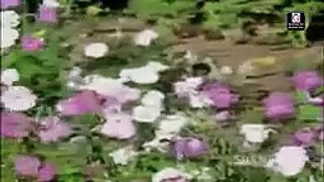 O Mere Saathi Re /1989 Aakhri Badla/Kishore Kumar, Lata Mangeshkar