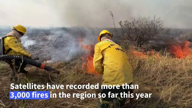 Brazil's wetland Pantanal region ravaged by hundreds of wildfires