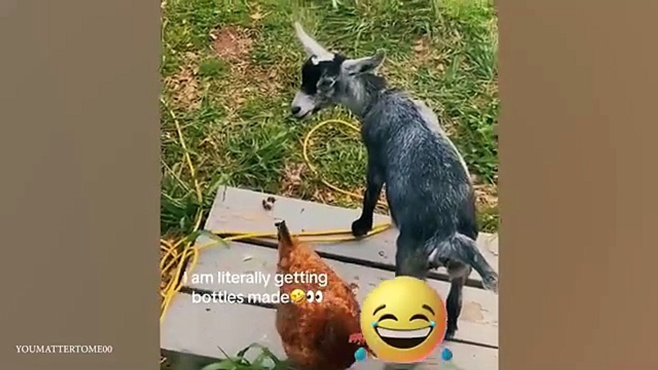Laugh_Uncontrollably!_New_Funny_Animals_Video_2024(360p)