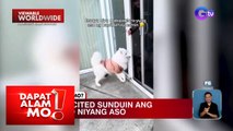 Aso, excited na sunduin ang kanyang kalarong aso! | Dapat Alam Mo!