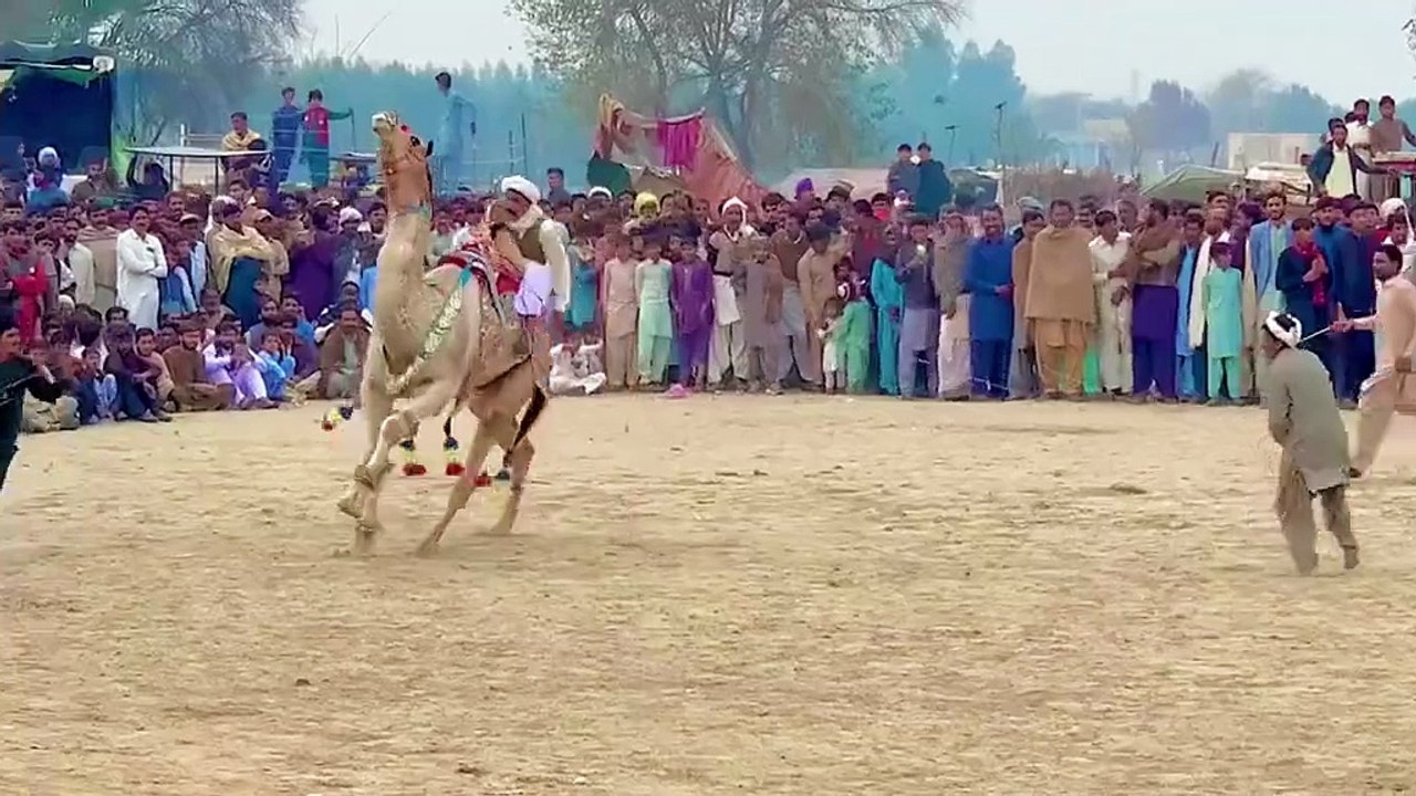 Camel festival in Pakistan culture || Loffar Hub
