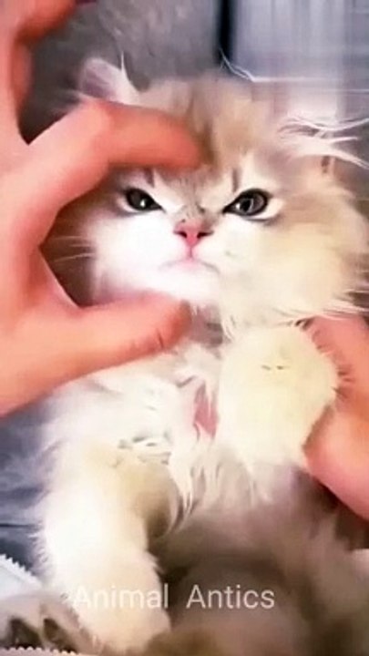 Funny kitten cute cats video