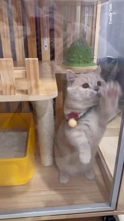 Cat Scratch Glass