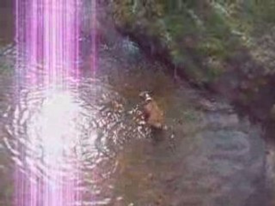 Hunde Video - Boxer badet in Fluss - Bille bei Hamburg