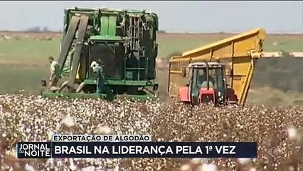 Brasil na liderança da exportação de algodão pela 1ª vez
