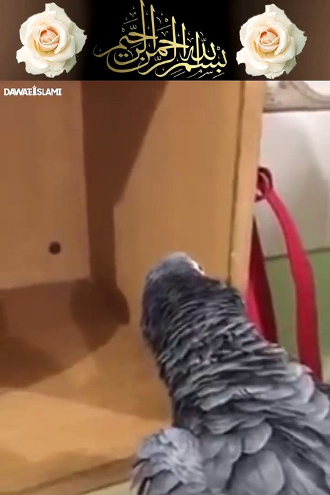 خوبصورت اواز میں تلاوت