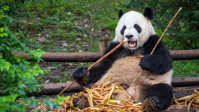 Two giant pandas from China welcomed to US as part of new phase in ‘panda diplomacy’