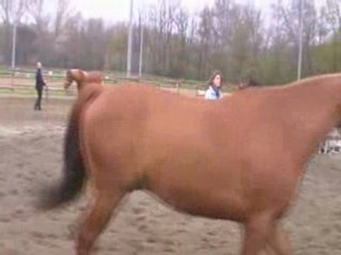 Le travail en longe (suite)