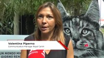 Piperno (Royal Canin): 