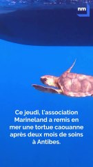 Après deux mois de soins, la tortue Gigi relâchée au large d’Antibes