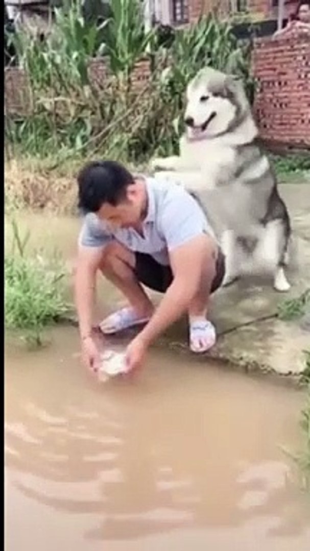 Funny animals Funny cats/ dogs Funny animal videos
